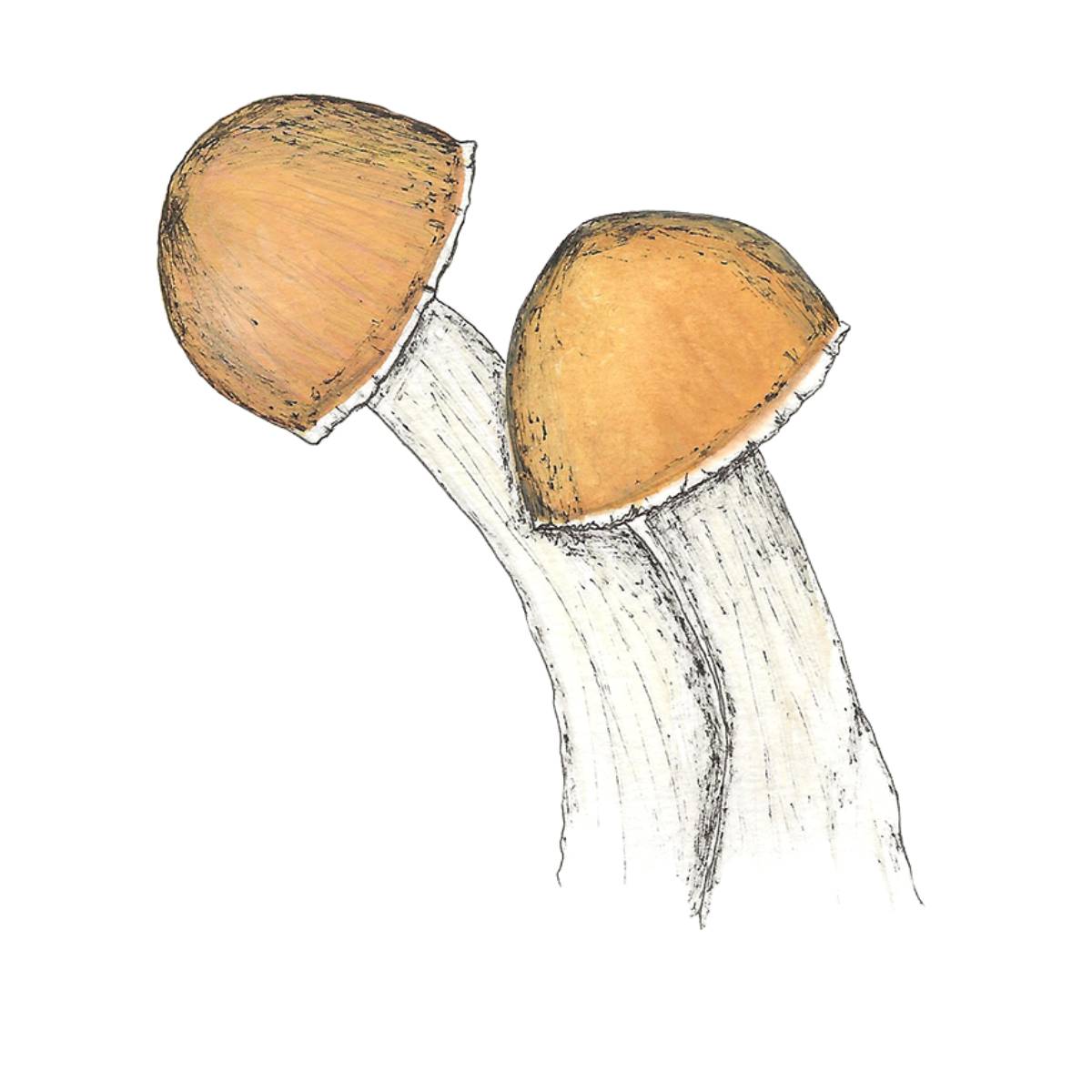 watercolor depiction of b+ mushroom