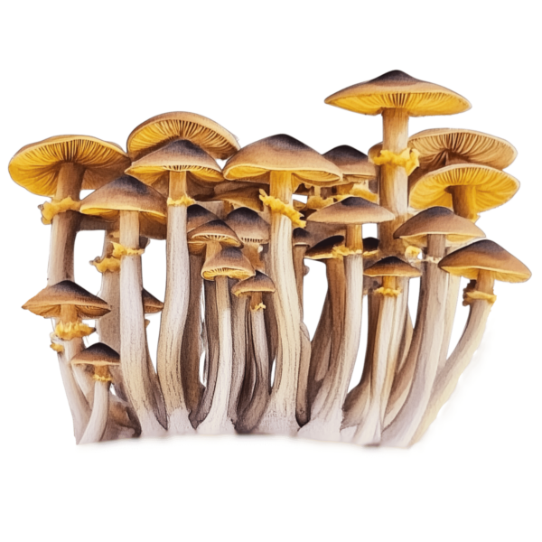 watercolor depiction of golden teacher liquid culture