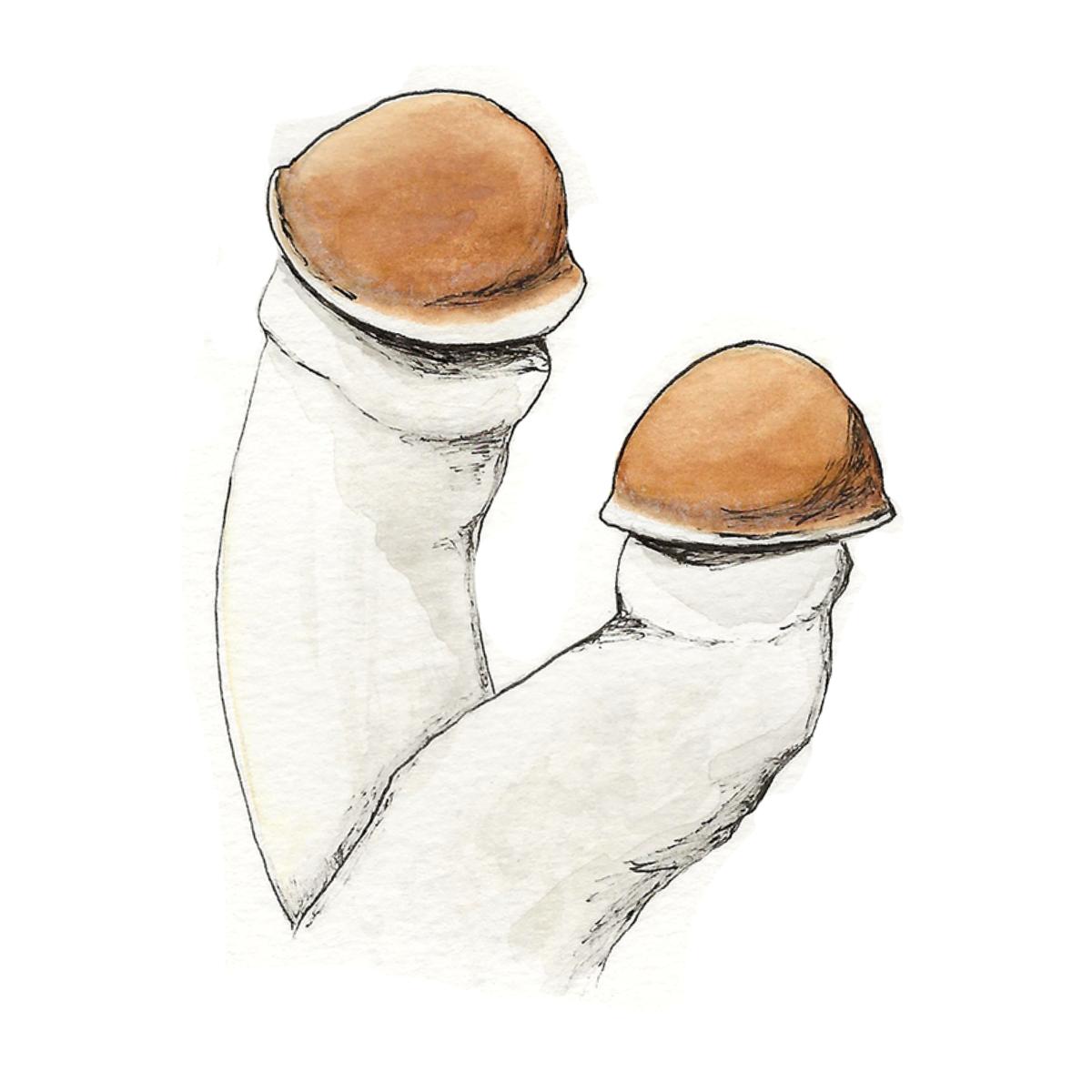 watercolor depiction of penis envy mushroom