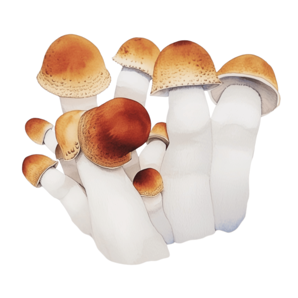 watercolor depiction of penis envy mushrooms