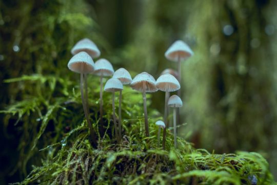 Psilocybin Mushroom