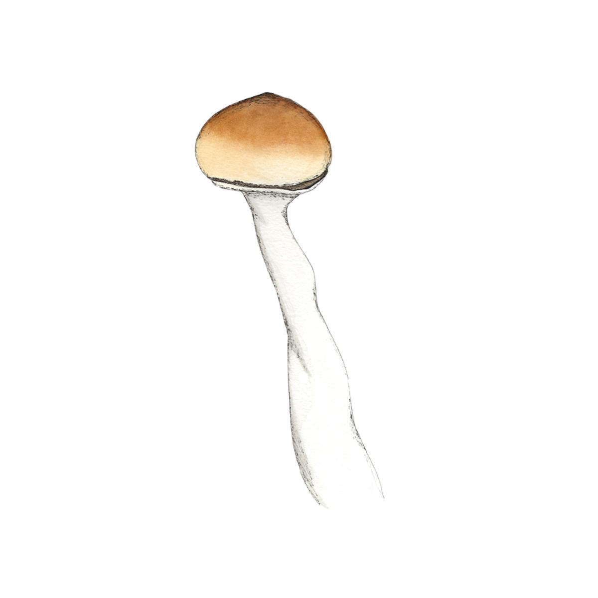 watercolor depiction of malabar mushroom