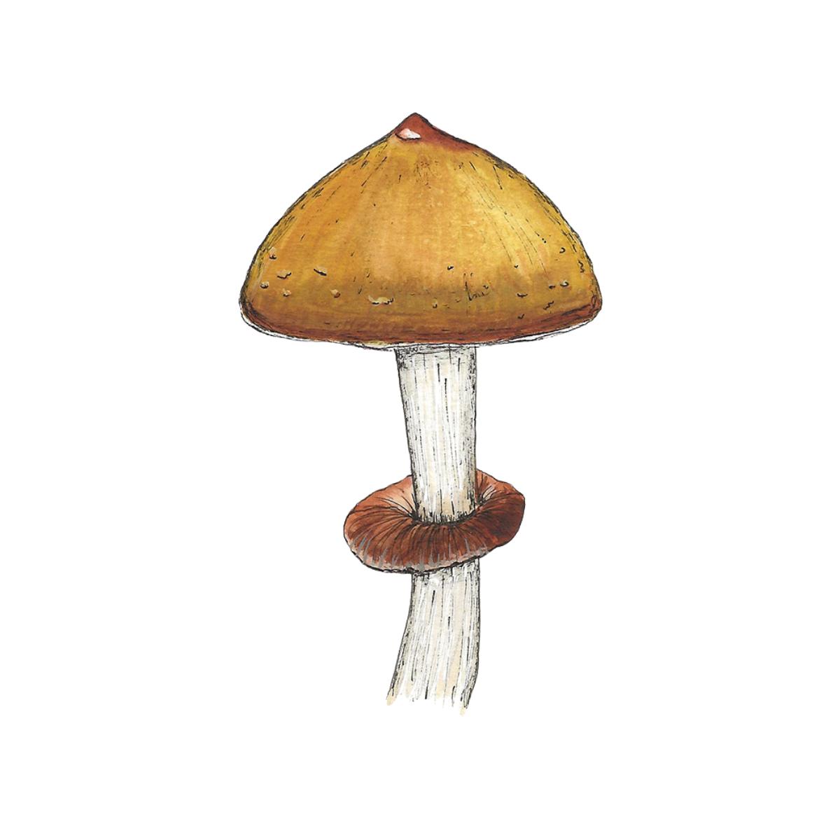 watercolor depiction of jedi mind fuck mushroom