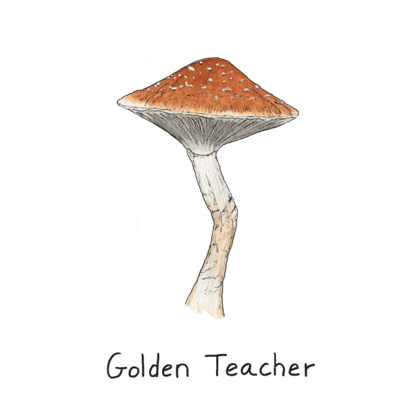 Golden Teacher Mushroom