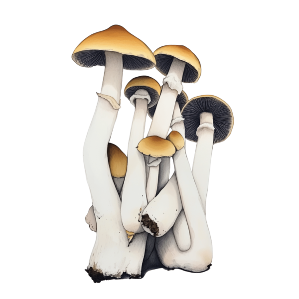 watercolor depiction of jedi mind fuck mushroom