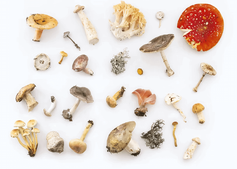 how to identify psilocybe cubensis mushrooms