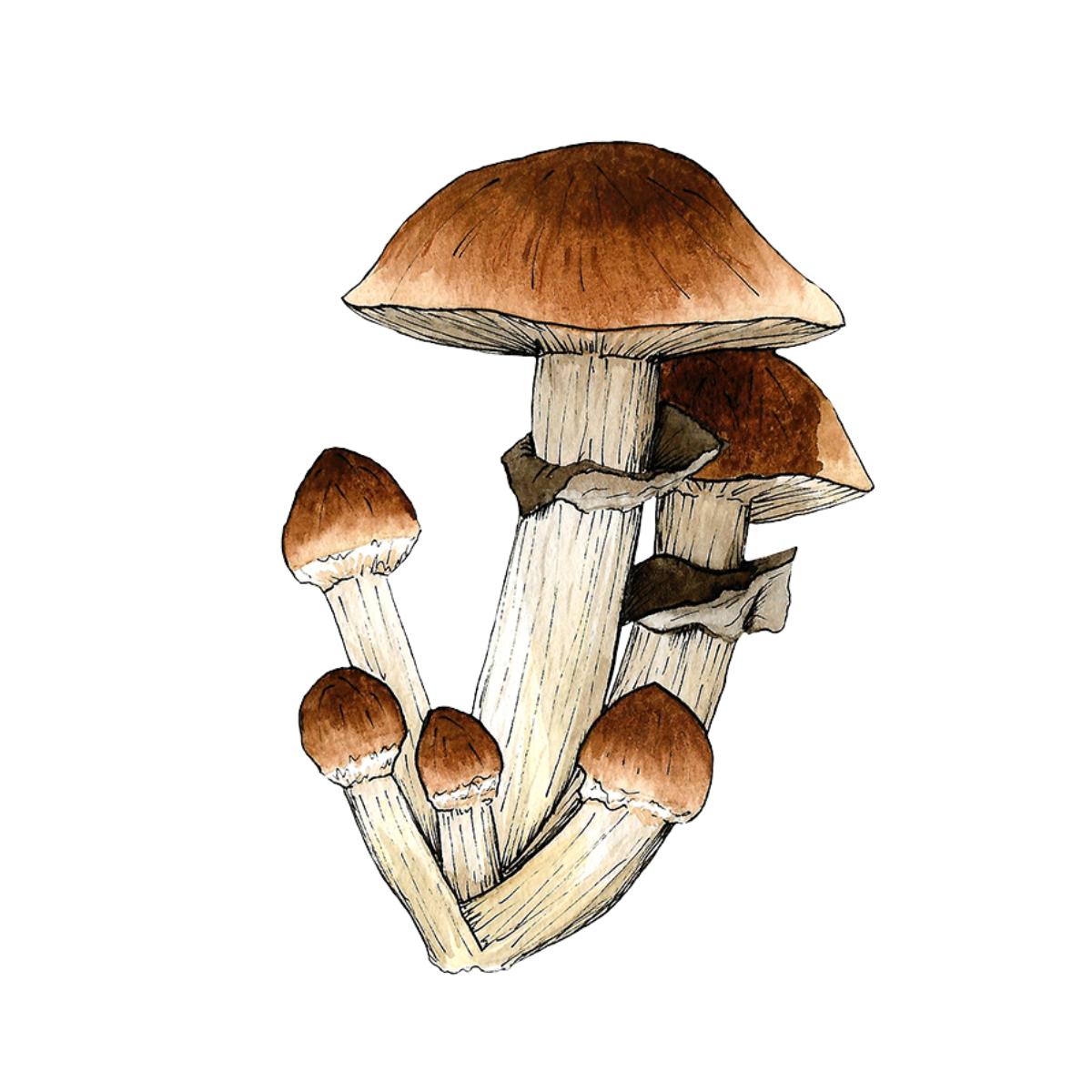 watercolor depiction of trinity mushroom