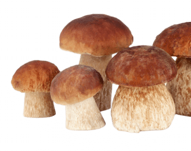 mushroom1