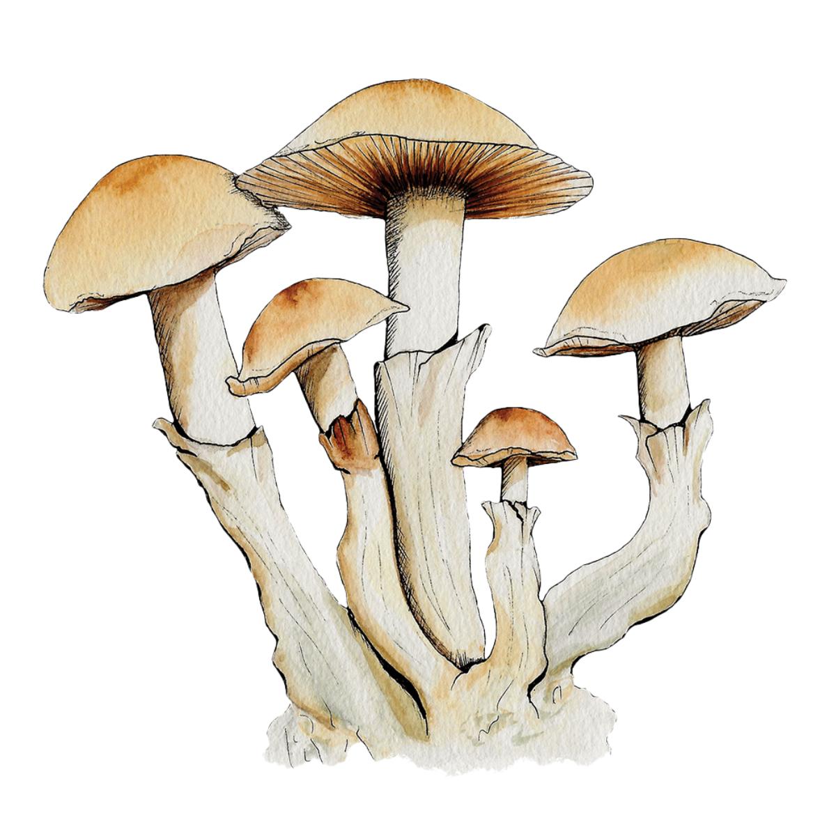 watercolor depiction of stargazer mushroom