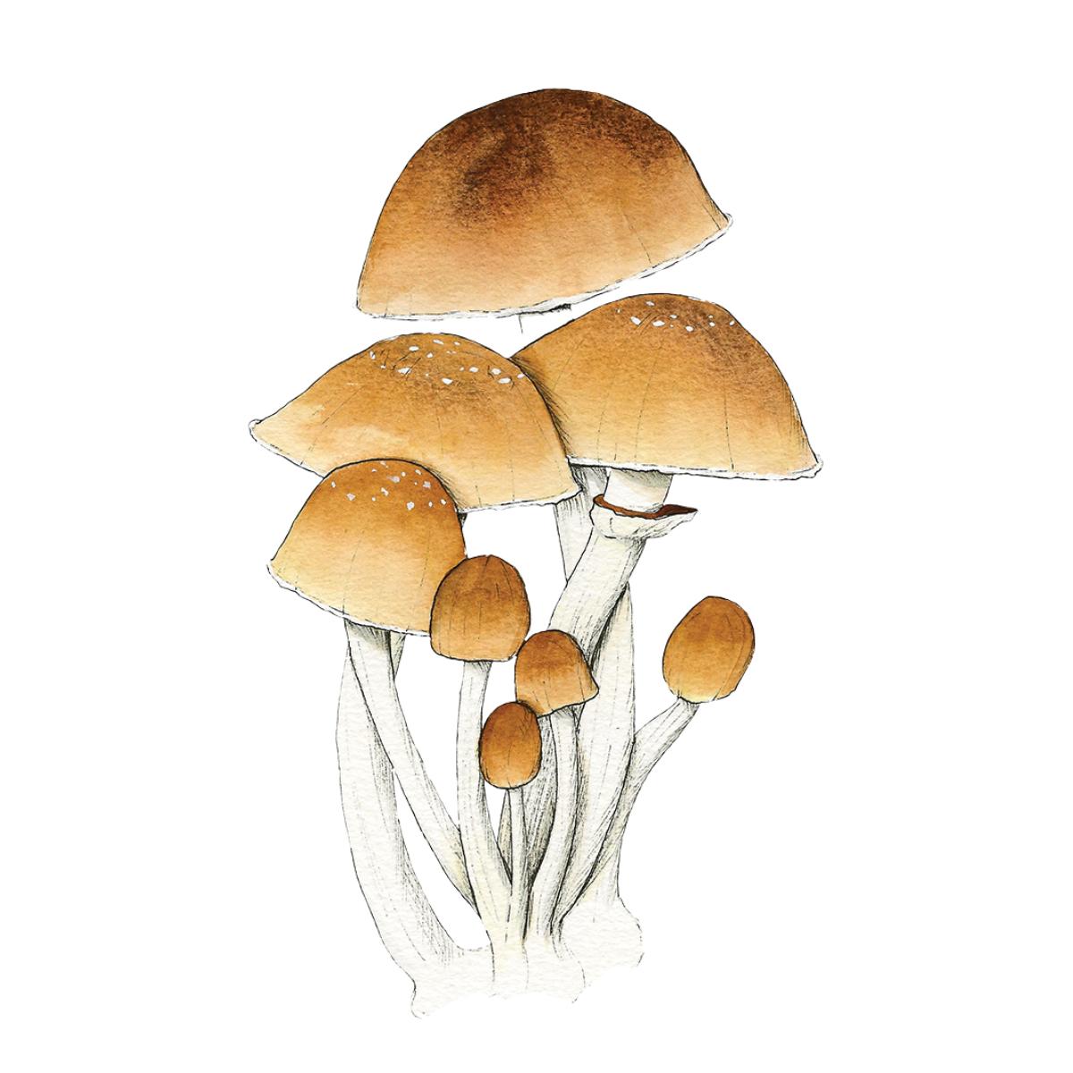 watercolor depiction of purple mystic mushroom