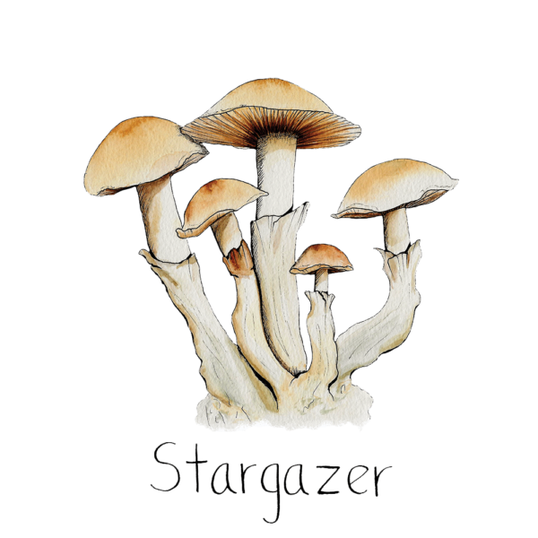 Watercolor depiction of stargazer mushrooms