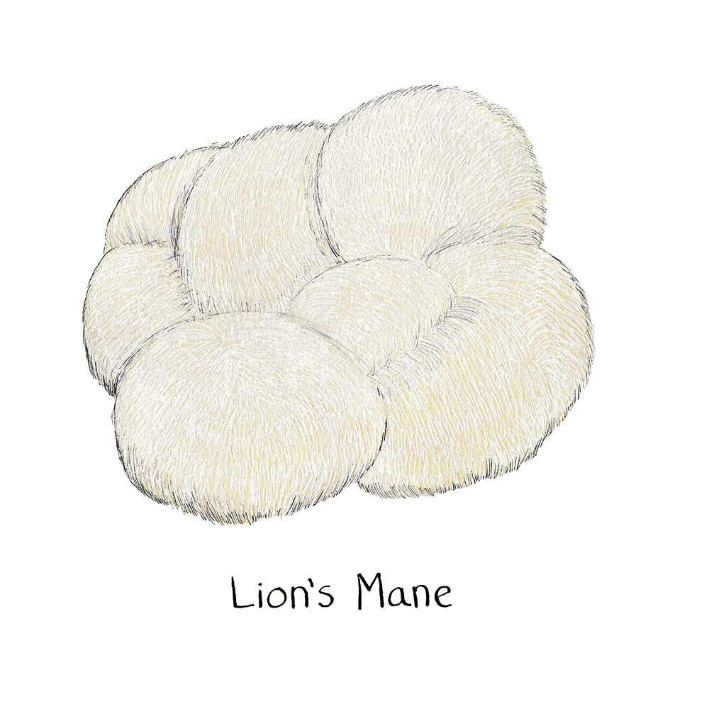 lions mane spores