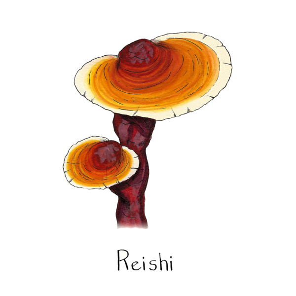 Reishi Spore syringe