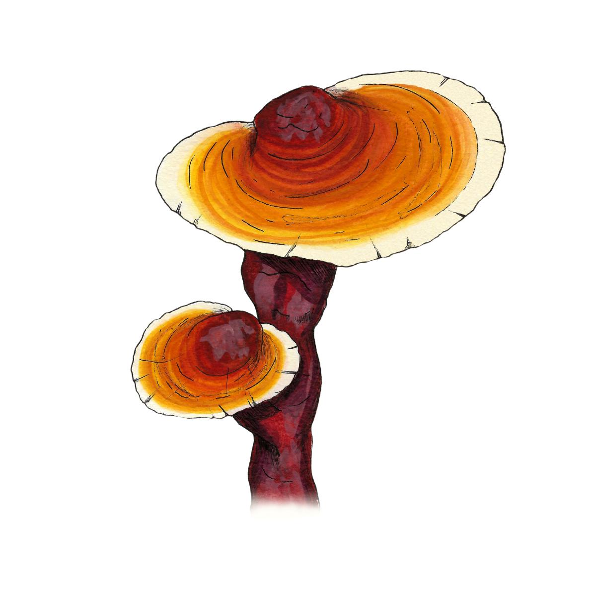 watercolor depiction of reishi mushroom