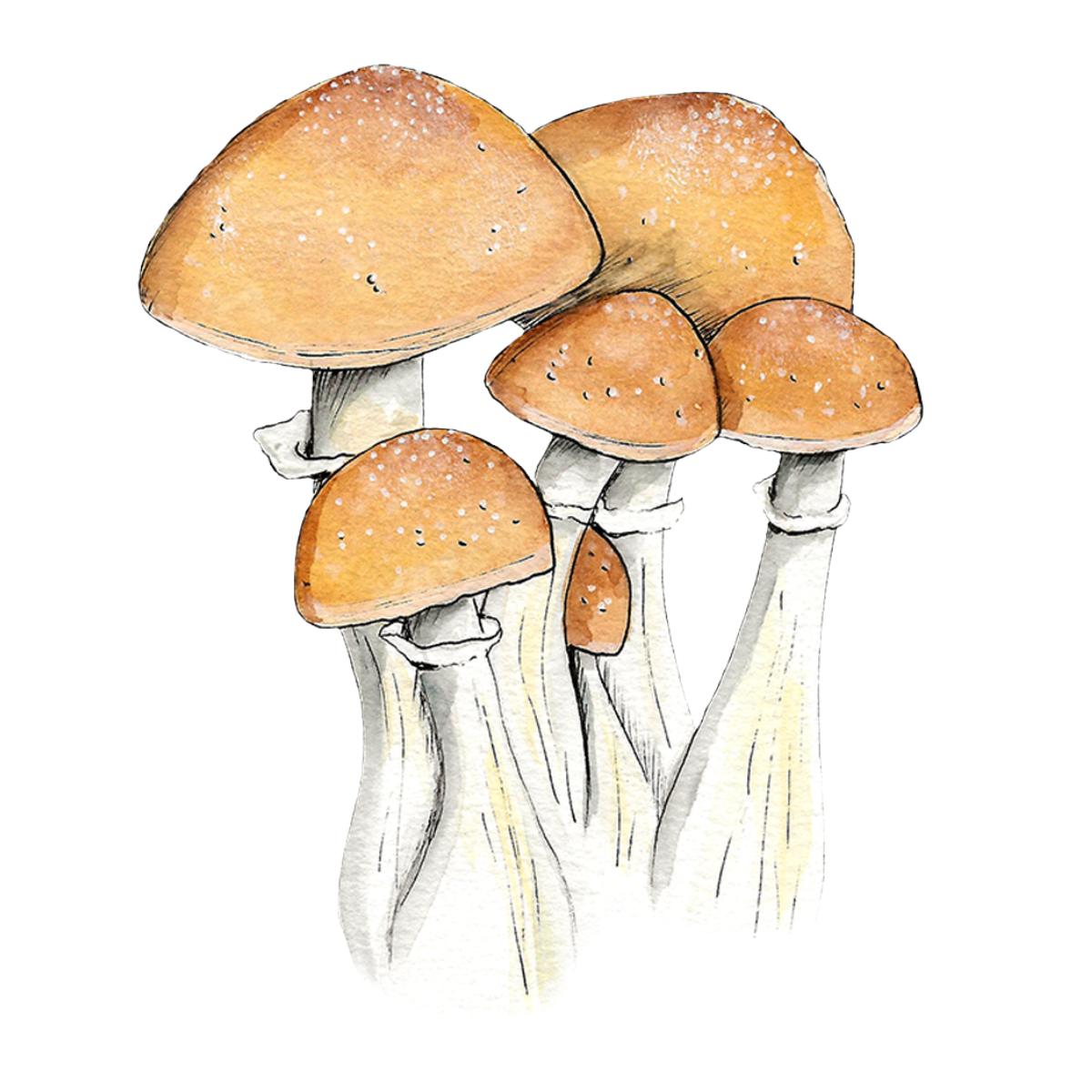 watercolor depiction of hillbilly mushroom