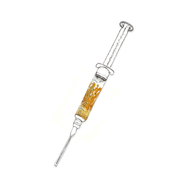 Watercolor depiction of Cordyceps mushroom liquid culture inside a syringe