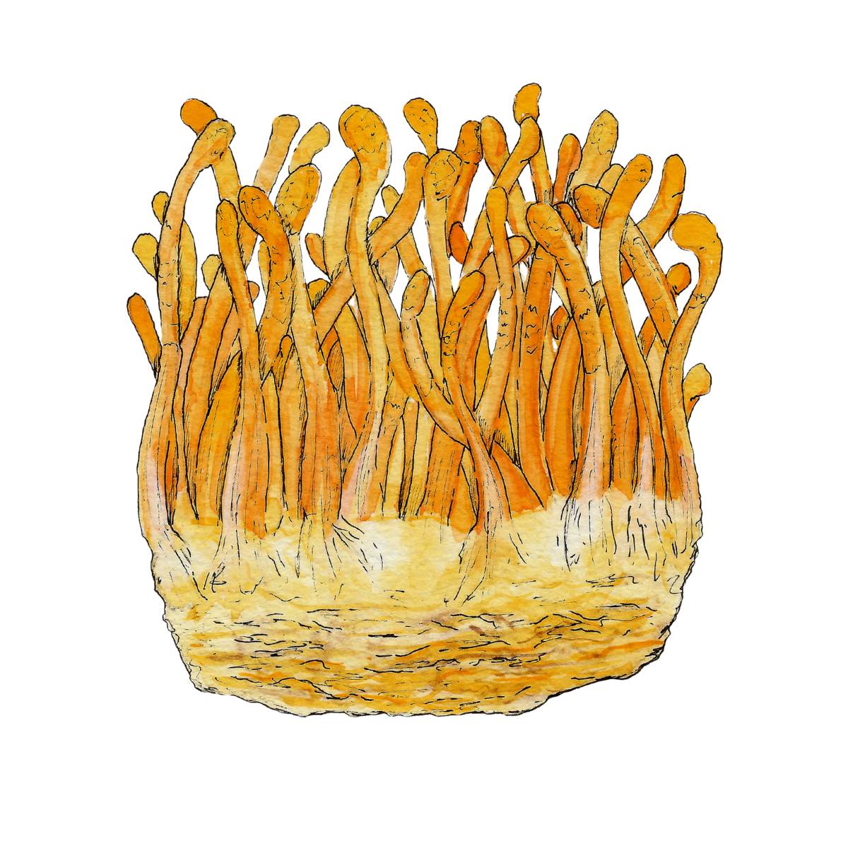 watercolor depiction of cordycep mushroom