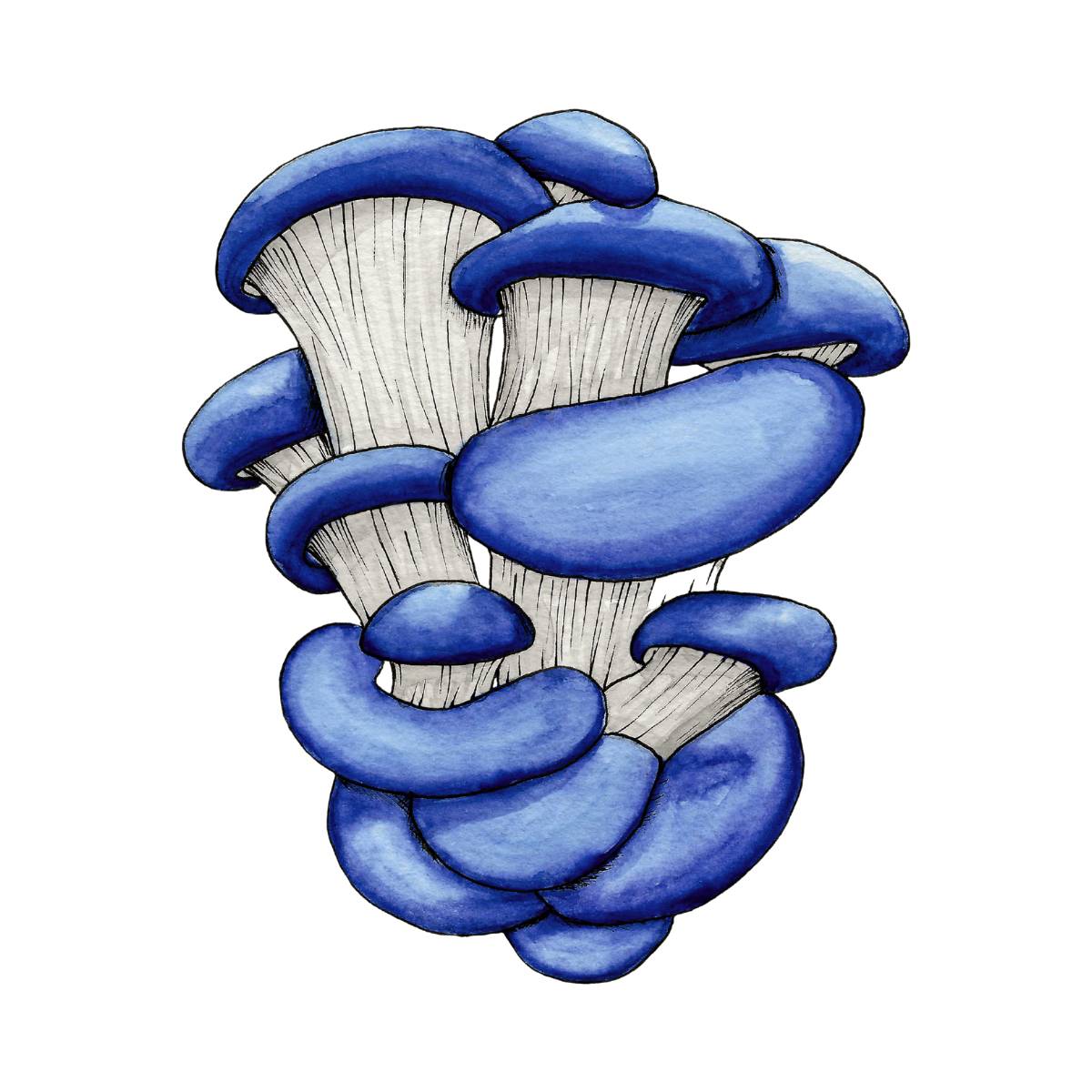 watercolor depiction of blue oyster mushrooms