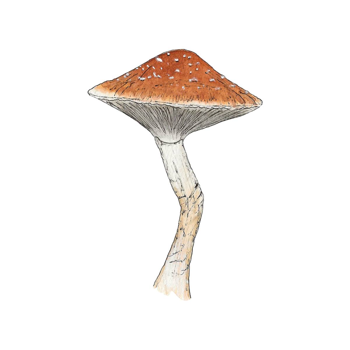 watercolor depiction of golden teacher mushroom