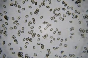 Comprehensive Guide to Mushroom Spore Collection Techniques