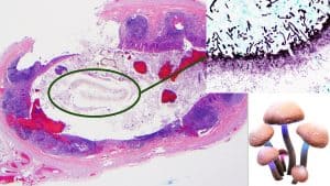 A Comprehensive Guide to Mushroom Spore Identification