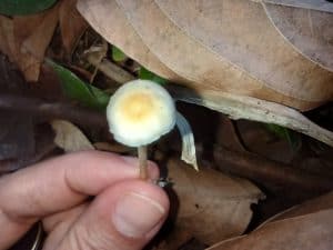The microscopic wonders of Psilocybe cubensis