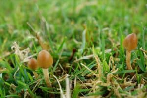 Psilocybe semilanceata the amazing Liberty Cap