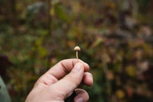 Psilocybe – The mysterious psychedelic genus