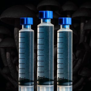 Beginner Mixpack (x3) Spore Syringes