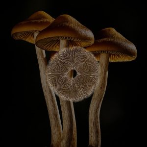 Flying Saucer Mushroom Spore Print