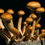A cluster of B plus mushrooms, grown from spores