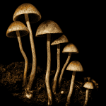 A cluster of blue meanie mushrooms, grown from spores