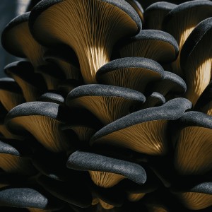 Blue Oyster Mushroom Liquid Culture