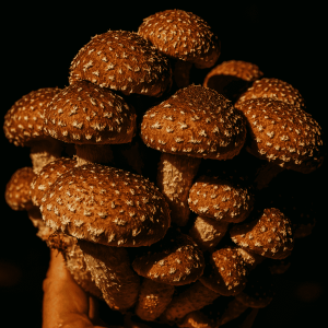 Chestnut mushrooms, high resolution photo