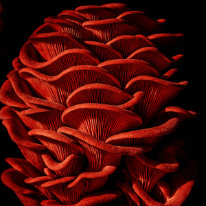 Pink oyster mushrooms fully grown