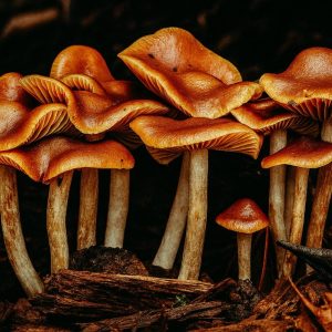 wavy cap mushroom cluster