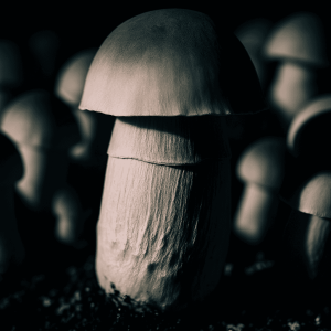 A closeup of a Yeti mushroom, grown from spores