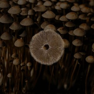 A depiction of a Panaeolus cyanescens mushroom spore print