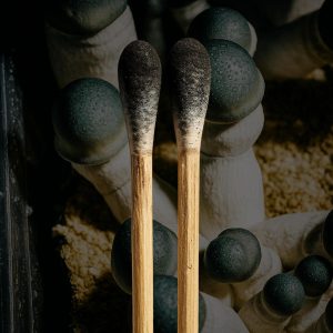 A depiction of an Albino Penis Envy mushroom Spore swab