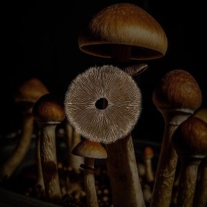 A depiction of a Psilocybe cubensis mushroom spore print