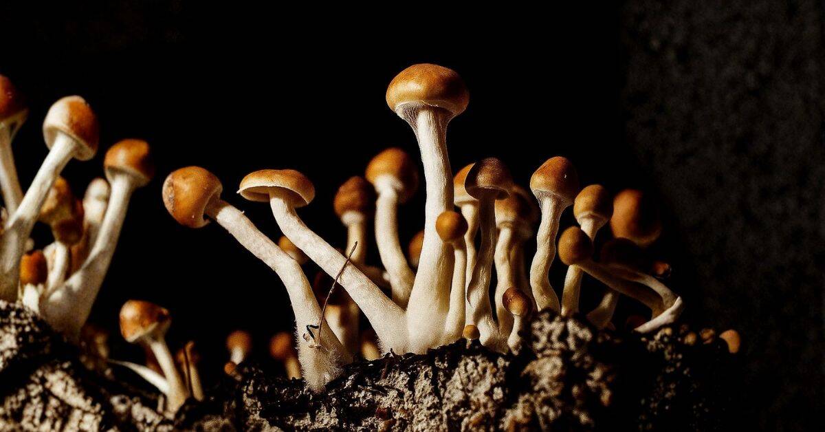Top 5 Mushrooms For Beginners