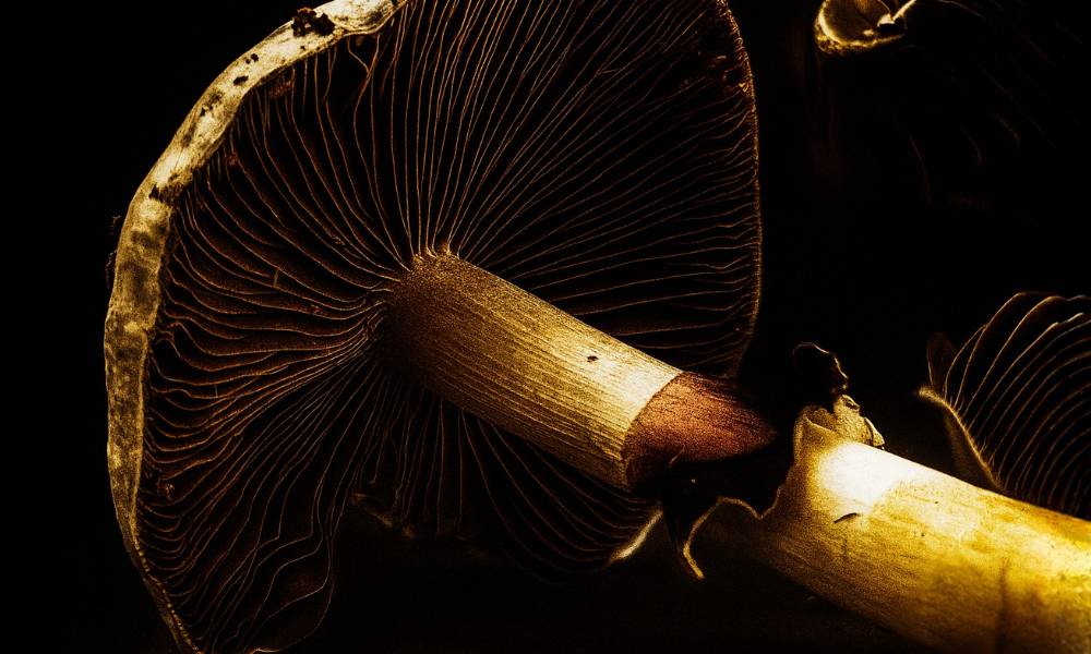 Close up shot of the underside of a Purple Mystic mushroom, showing the gills and broken veil