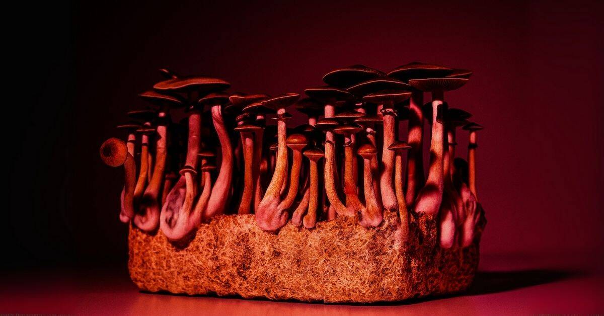 Mushroom cluster showing distinctive dark purple gills and convex cap structure characteristic of Psilocybe cubensis Purple Mystic variety