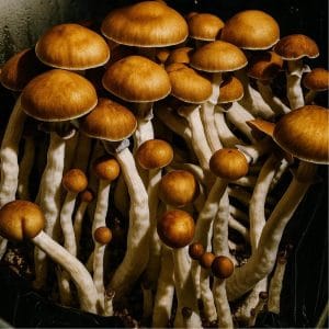 A cluster of jedi mind fuck