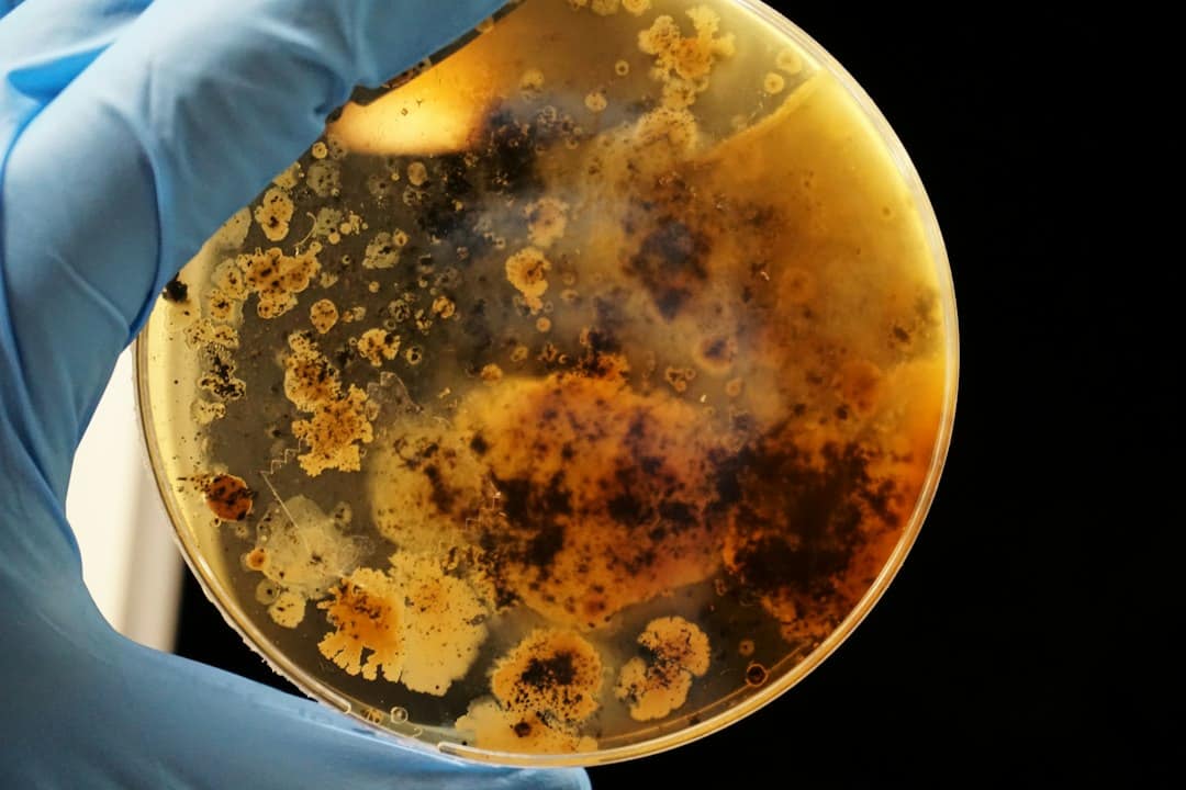 Bacterial colonies grown on agar plate showing cultivation method used for mushroom culture propagation