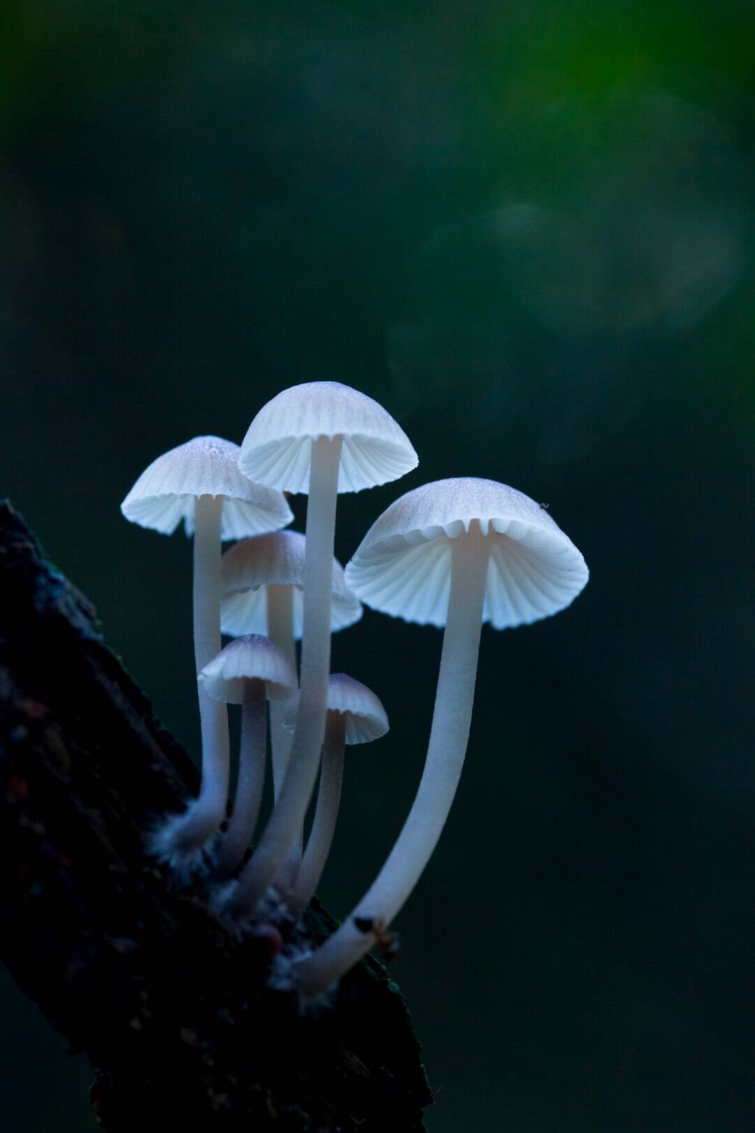 White mushroom mycelium demonstrating the fungal growth patterns observed on agar plates during cultivation