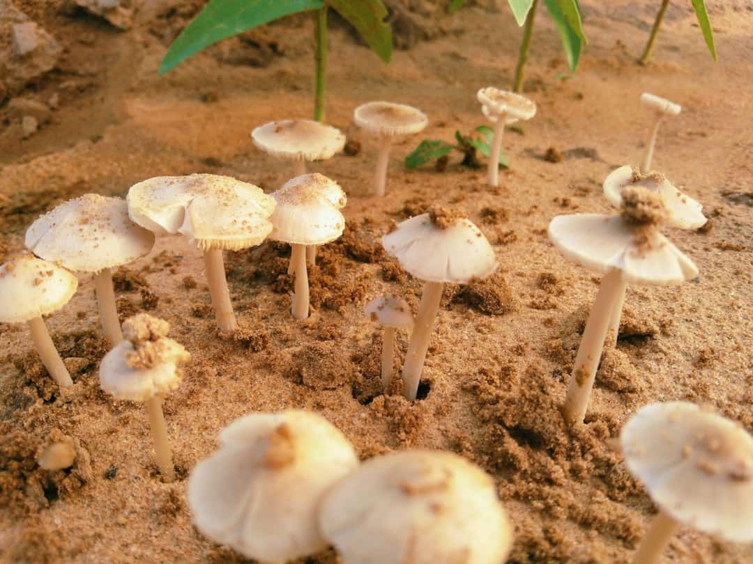 Mushroom cultivation and mycology education materials showing legal mushroom growing practices and spore study for hobbyists and researchers